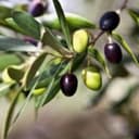 Olio di oliva extravergine 100% Italiano